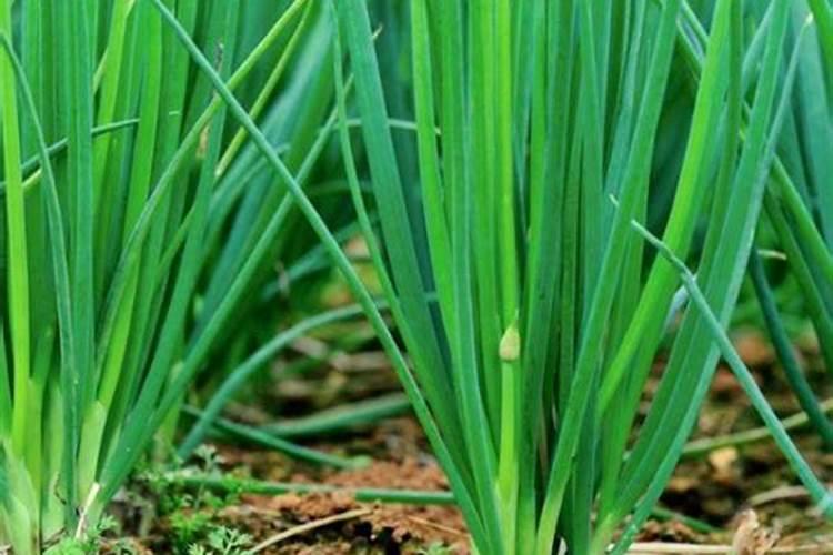 种植小葱怎么管理产量高？小香葱增产有专用叶面肥吗？哪种好