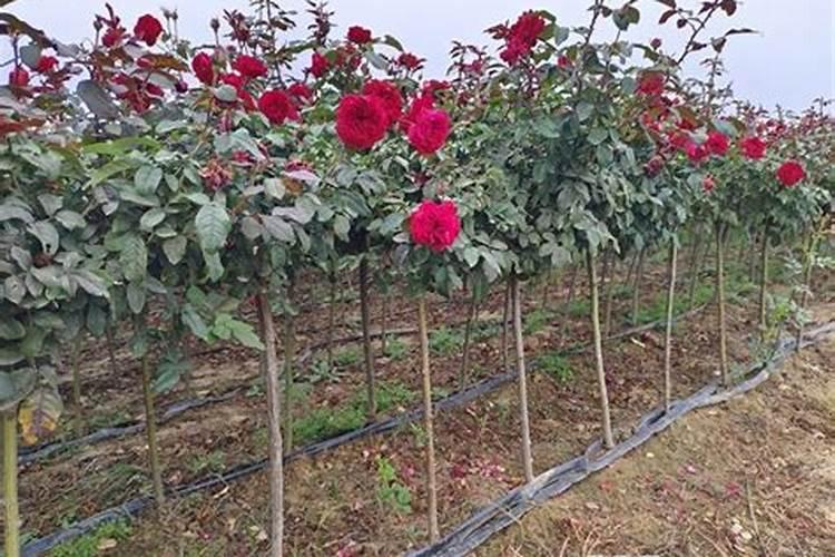 磷酸二氢钾浇月季花使用方法
