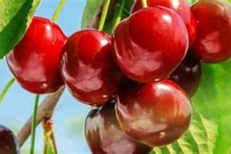 大棚种的樱桃在花期建议冲什么肥？