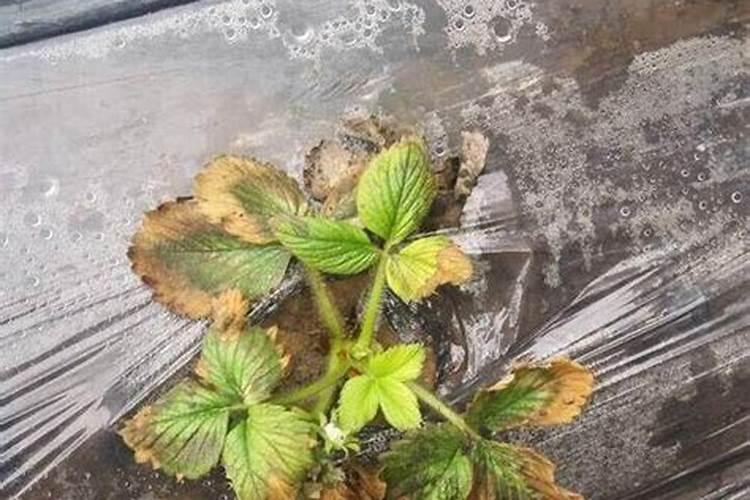 草莓用什么叶面肥
