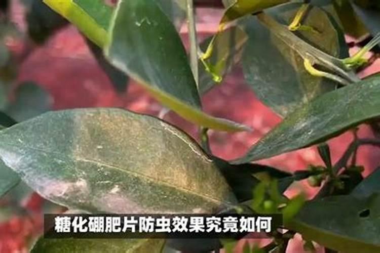 糖化硼肥片真能防虫吗