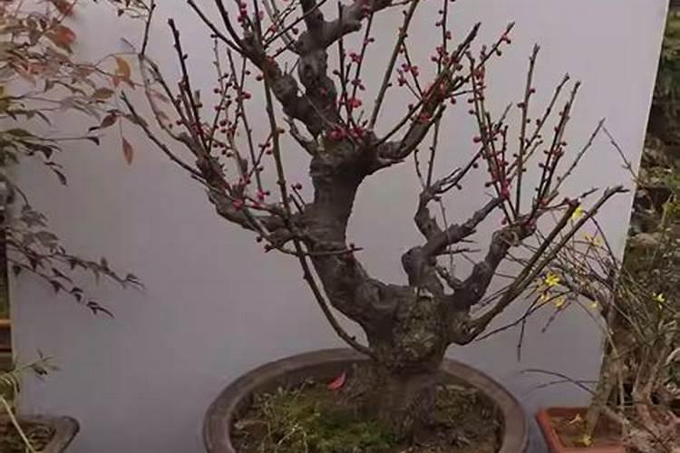 梅花施什么肥最好