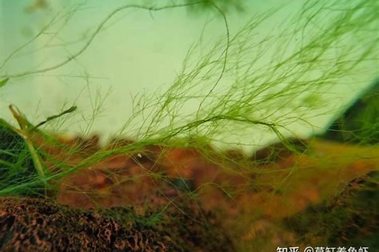 本色水景:19种常见藻类照片和解决方法