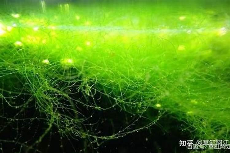睡莲和碗莲应该怎么种