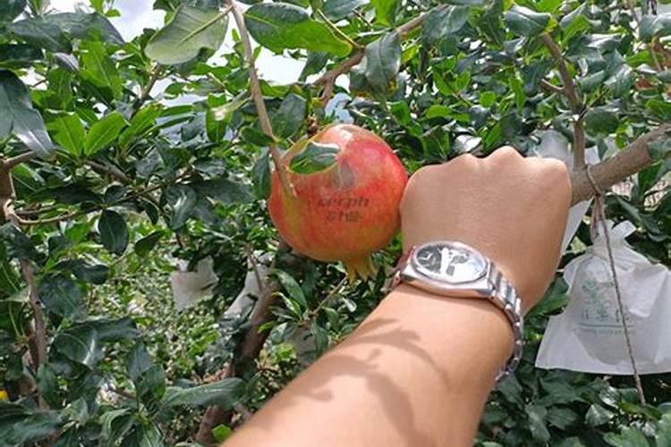 石榴在结果期间需要施肥吗