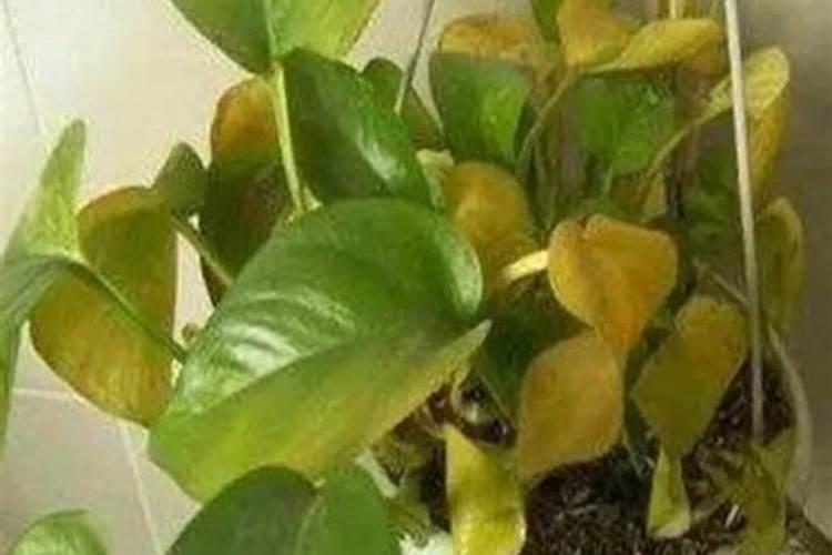 水溶肥施用后多久见效