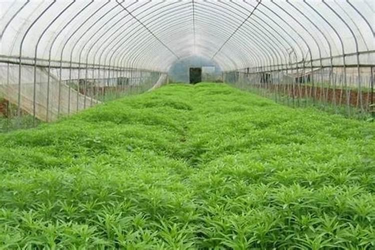 几种大棚蔬菜高产施肥技术(大棚蔬菜施肥技术要点)