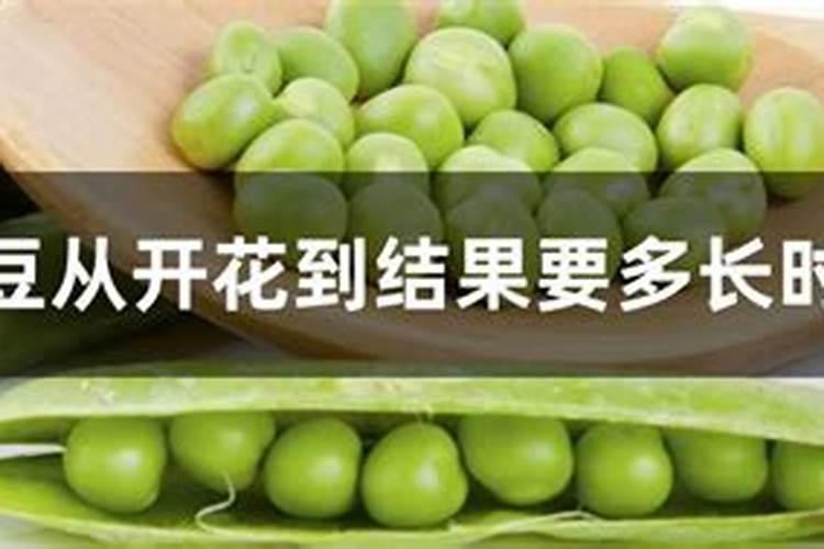 种豌豆用什么肥料最好