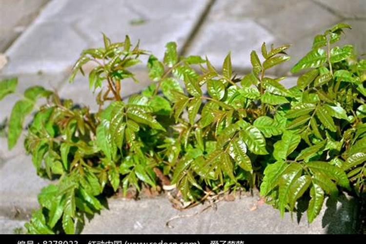 果树施肥料一天后遇到大雨,肥料的使用效果如何？