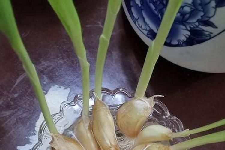 水培蒜苗用什么肥料