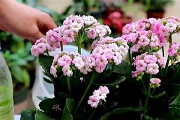 长寿花施什么肥最好