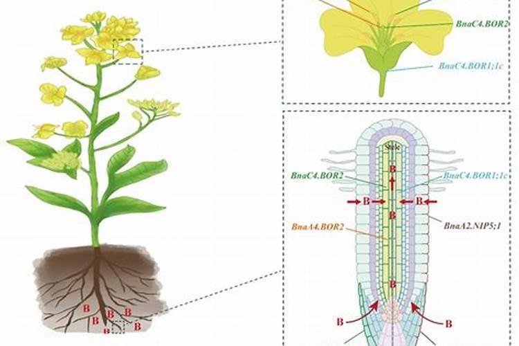 为什么种植油菜要增施硼肥？增施硼肥的好处有哪些？