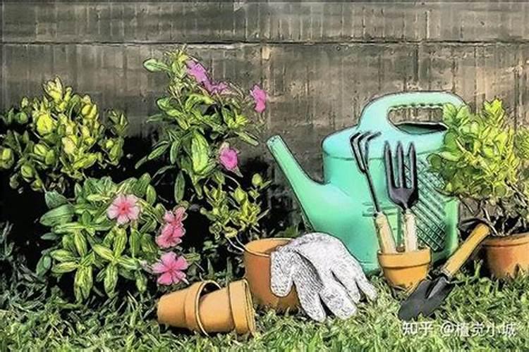 在养花时如何使用磷肥 养殖花使用磷肥的方法