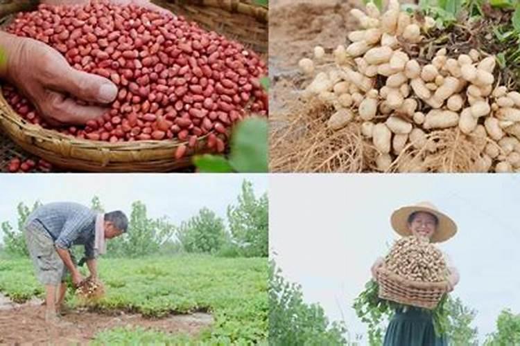种大豆、花生等豆科植物,不需要多施氮肥,原因是( )A.土壤中氮肥较多B...