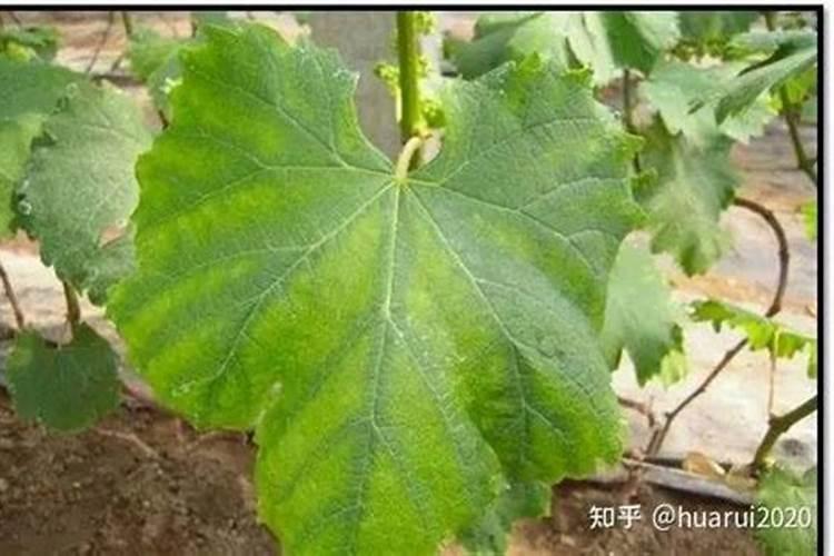 怎么给樱花树施肥