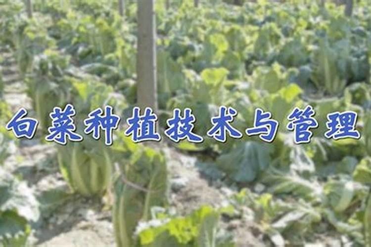 白菜一亩地种多少颗 附种植管理和施肥