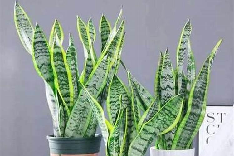 虎皮兰怎么养？需要什么肥料？