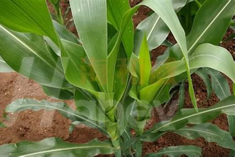 黄瓜有花能吃吗 黄瓜花可以吃吗