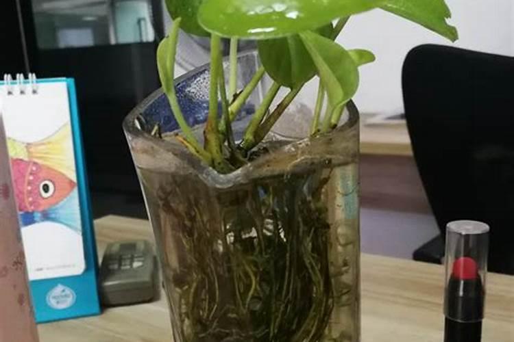 散尾葵水插能生根吗盆栽散尾葵怎么养才茂盛