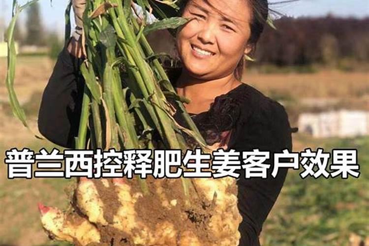大姜使用的肥料有哪些？应该如何科学给大姜施肥？