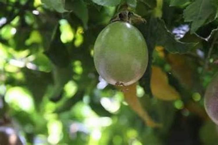百香果什么时候施肥 种植百香果什么时间施肥最好