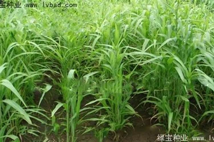 薏米是什么植物的果实