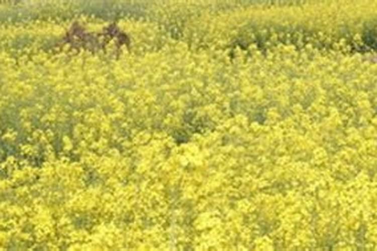 菜枯直接放土里可以吗