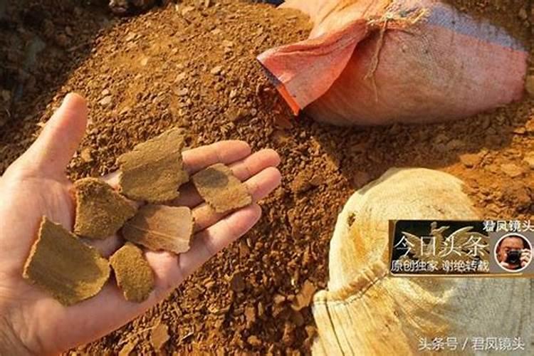 菜籽油枯怎样发酵成肥料？急