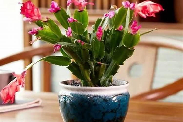桂花树施什么肥料最好