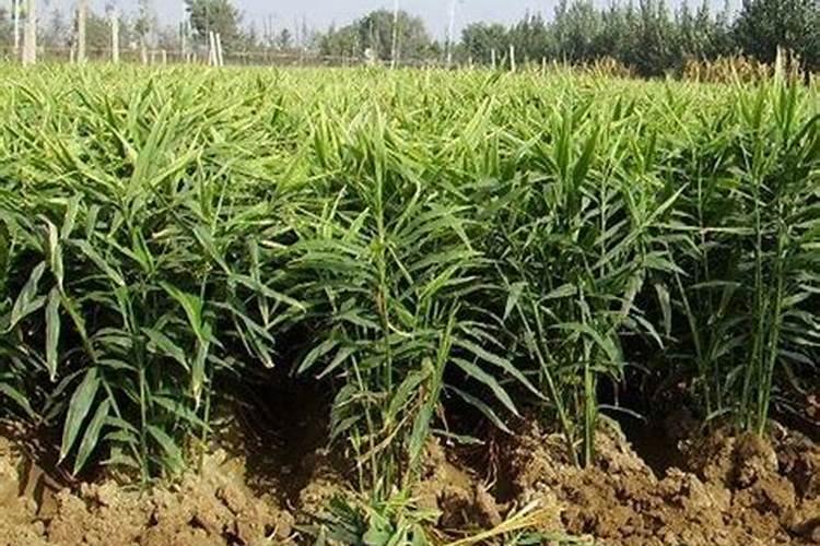 生姜种植施肥管理技术