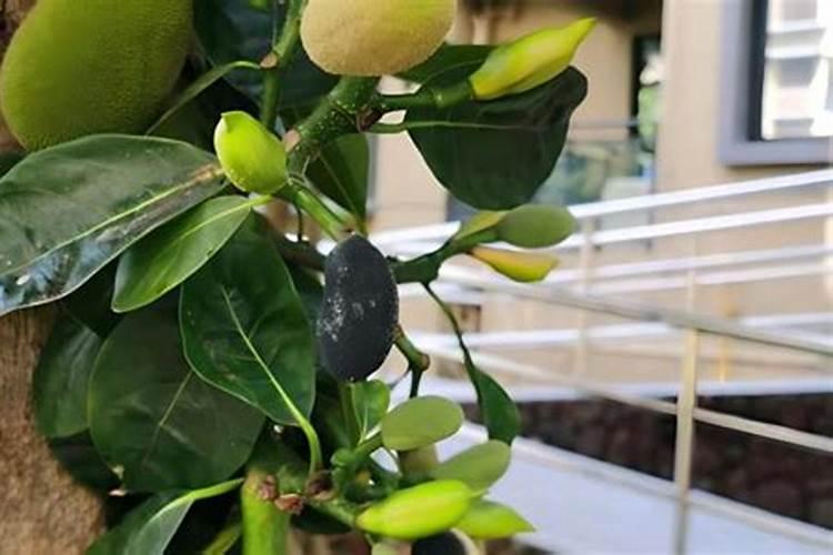 菠萝蜜种植后用什么肥料