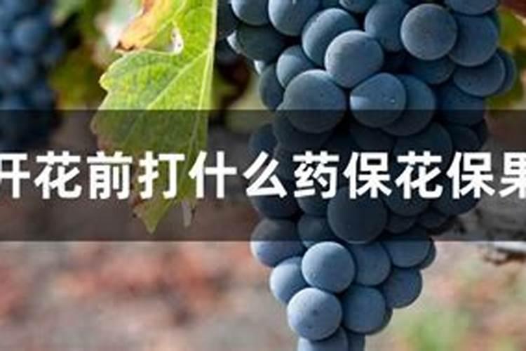 请问大家:葡萄怎样保花保果？