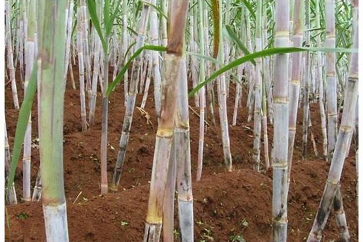 氮、磷、钾这三种肥料对植物有什么作用/