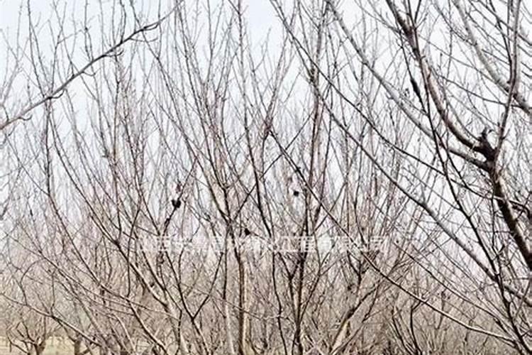 樱花怎么施肥