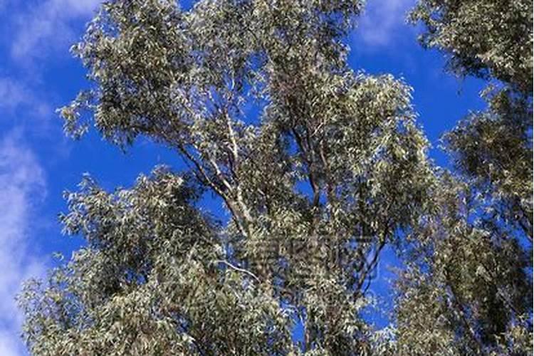 桉树用什么肥料如何施肥