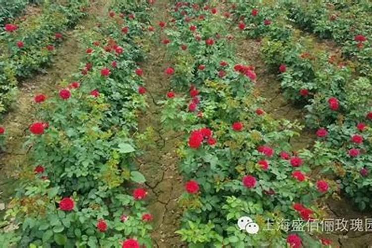 暖棚种植玫瑰花,究竟该怎样施肥和管理？