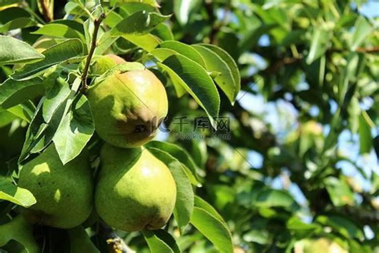 硼肥什么时候施肥最好