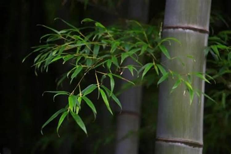 夏威夷竹子怎么养才能更旺盛 夏威夷竹怎样养才旺盛