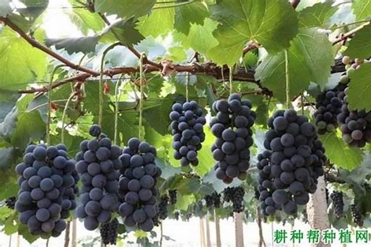 葡萄在开花的时候,浇水同时施硼肥是否可以呢