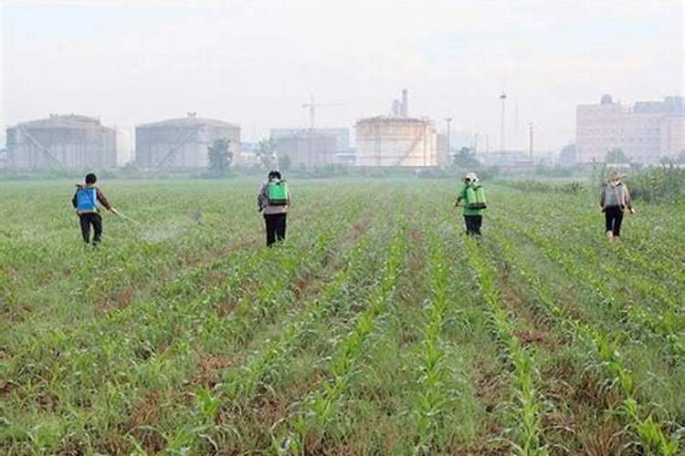 苹果树打药页面肥先放还是后放