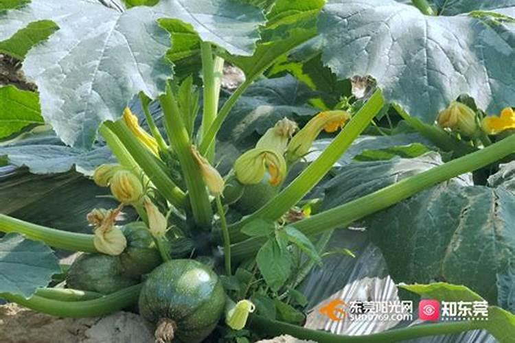 西葫芦裂果原因有哪些 应该怎么处理