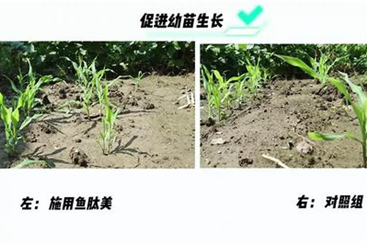 水果玉米施什么肥最好
