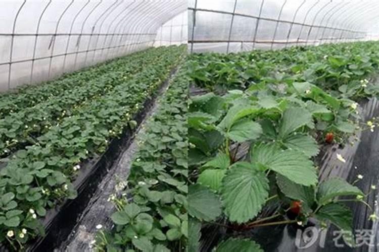 草莓开花能打什么药好