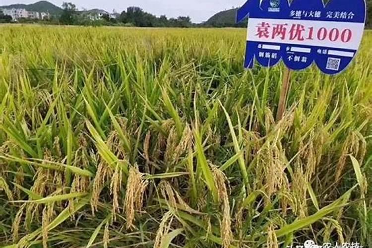 如何提高氮肥利用率 氮肥使用八大技巧