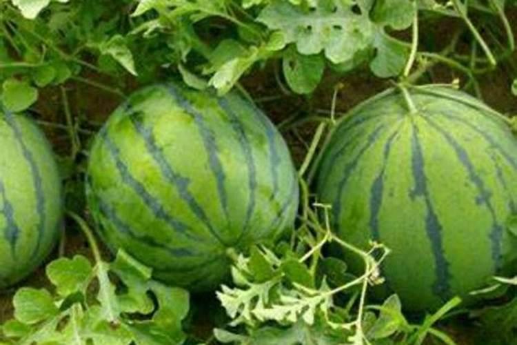 西瓜膨果期用什么肥料