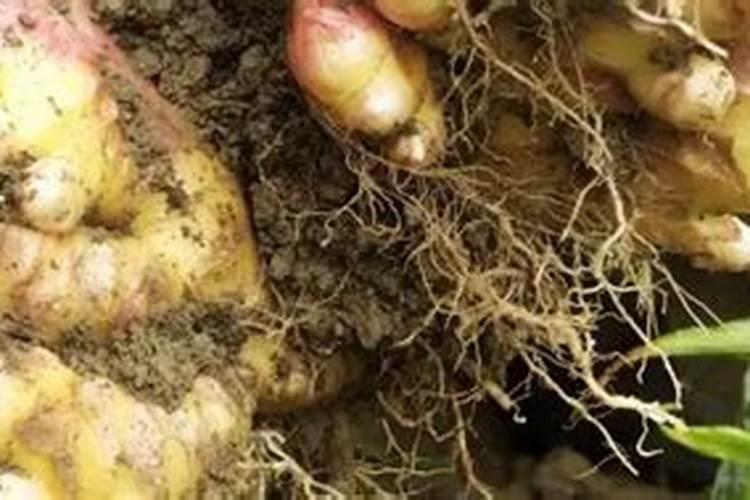 菜姜是否可以用尿素施肥