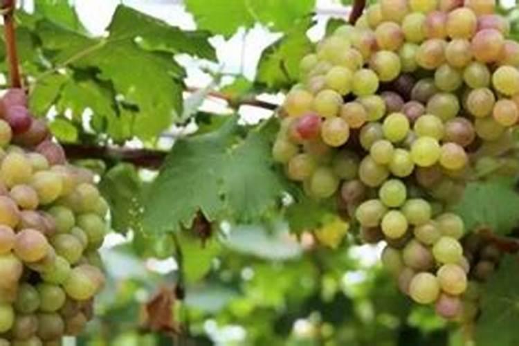 荔枝果树抽冬梢后喷施什么叶面肥