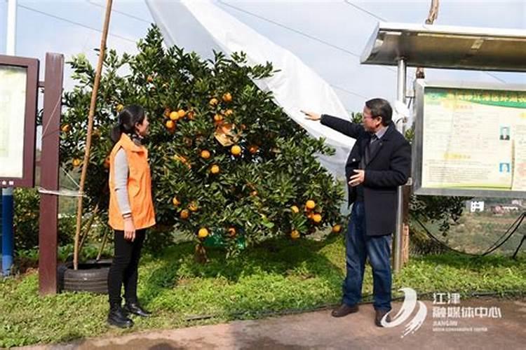 蜜橘之乡是哪个地方 蜜橘之乡是哪里