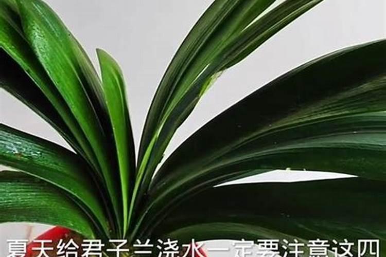 君子兰叶面肥怎么用