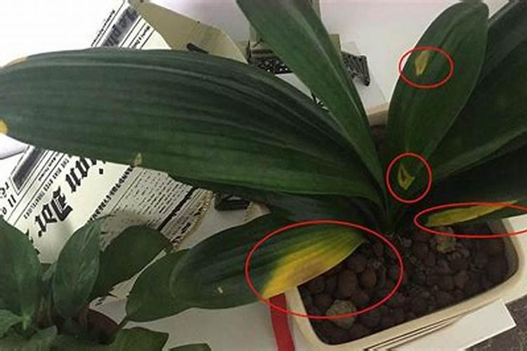君子兰叶面肥怎么用,做到薄肥勤施原则/水溶性肥料为主